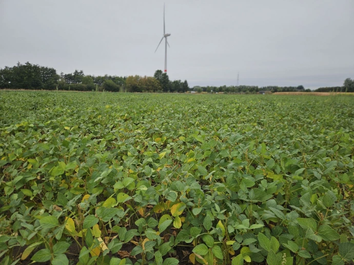 Het sojaproefveld op de Huysmanhoeve