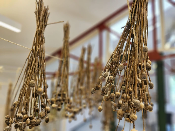 bloemzaad hangt te drogen