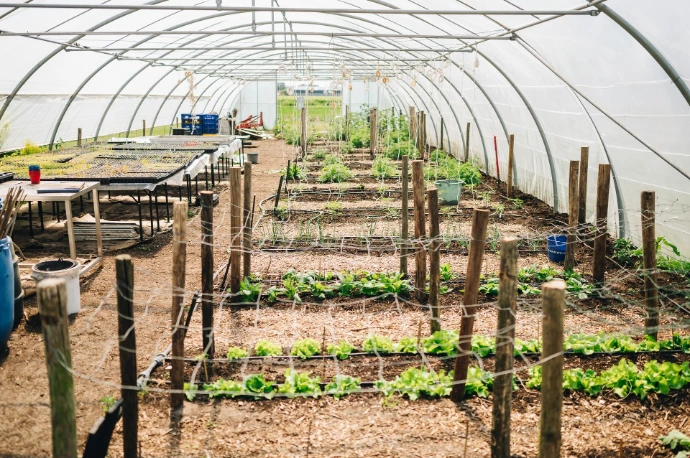 Serre met uitkomende planten