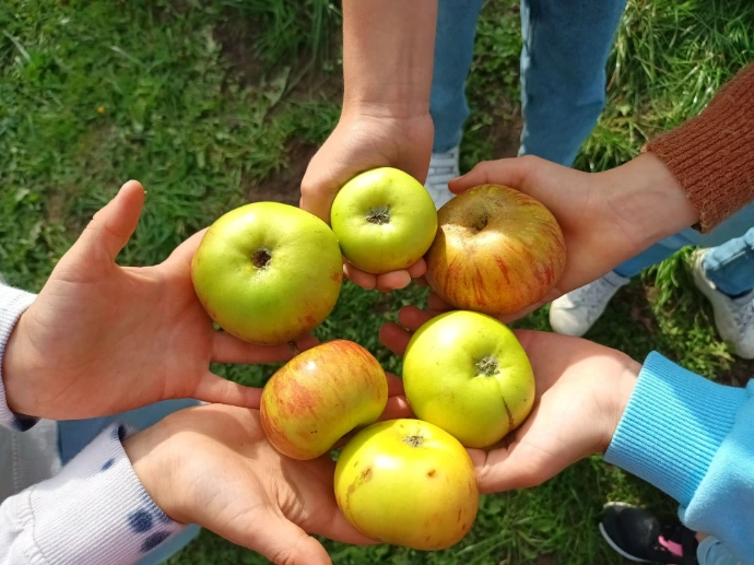 Zelfgeplukte appels uit de boomgaard