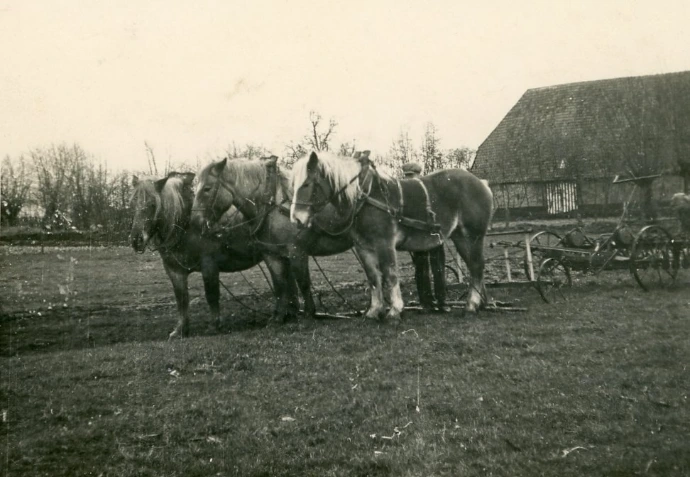 trekpaarden gespannen voor een kapmachine om onkruid te verwijderen, foto: archief Géry Huysman