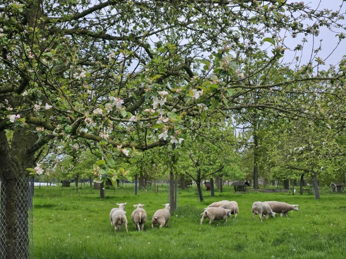 Schapen in de boomgaard