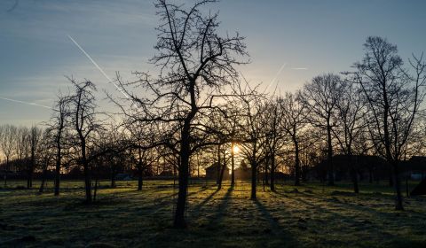 Zonsopgang tussen de bomen