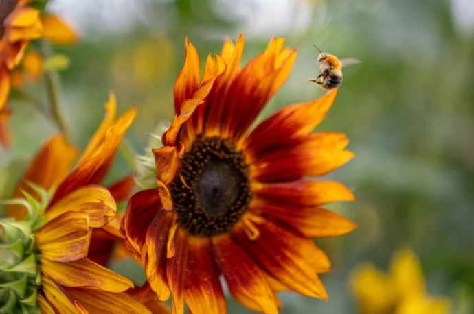 Bij vliegt naar een zonnebloem