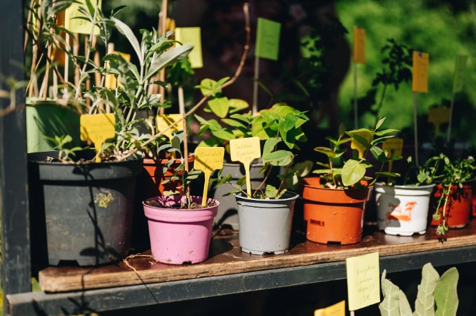 Planten die je kan kopen of ruilen